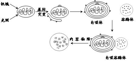 美國生物化學(xué)家卡爾文和他的同事在上個(gè)世紀(jì)50年代應(yīng)用同位素示蹤技術(shù).即14CO2飼養(yǎng)小球藻.觀察在小球藻光合作用中碳的轉(zhuǎn)化和去向.從而首次揭示了自然界最基本的生命過程.(1)光照下卡爾文給小球藻懸浮液通入14CO2.一定時(shí)間后殺死小球藻.同時(shí)提取產(chǎn)物并分析.實(shí)驗(yàn)發(fā)現(xiàn).僅僅30秒的時(shí)間.放射性代謝產(chǎn)物多達(dá)幾十種.縮短時(shí)間到7s.題目和參考答案