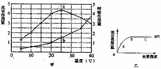 52.下圖甲圖中.a曲線表示在一定光照強(qiáng)度.不同溫度條件下.某植物的光合作用量(單位時(shí)間內(nèi)同化的CO2量),b曲線表示同等條件下的呼吸作用量(單位時(shí)間內(nèi)釋放的CO2量).乙圖表示的是該植物在30℃條件