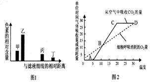 下列圖1表示利用大豆幼苗的綠葉進(jìn)行色素提取和分離實(shí)驗(yàn)的結(jié)果,圖2表示溫室中該幼苗的光合速率 呼吸速率隨溫度變化的曲線 據(jù)圖分析錯(cuò)誤的是 a.甲 乙主要吸收藍(lán)紫光和紅光