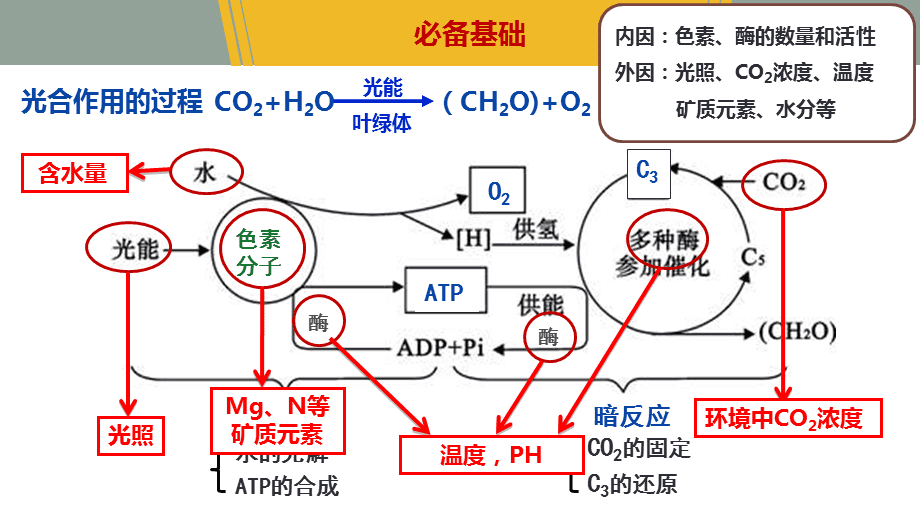 影響光合作用的因素.ppt