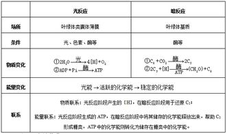 光合作用的原理、過程與應(yīng)用