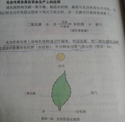 掐指一算，多肉臭美的日子可能不多了！光合作用的秘密與多肉植物的生存智慧